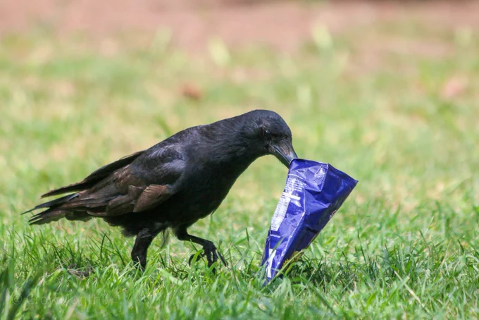 Photo of a crow who is walking across some grass in a park, crow has a small open packet of crisps in their beak.