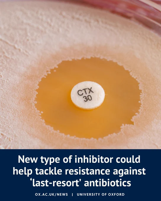 Close-up photograph of an antibiotic susceptibility test in a laboratory. A white antibiotic disc labelled “CTX 30” sits at the centre of a bacterial culture plate, surrounded by a clear circular zone where bacterial growth has been inhibited. A dark blue banner at the bottom contains the text: “New type of inhibitor could help tackle resistance against ‘last-resort’ antibiotics” alongside University of Oxford branding.