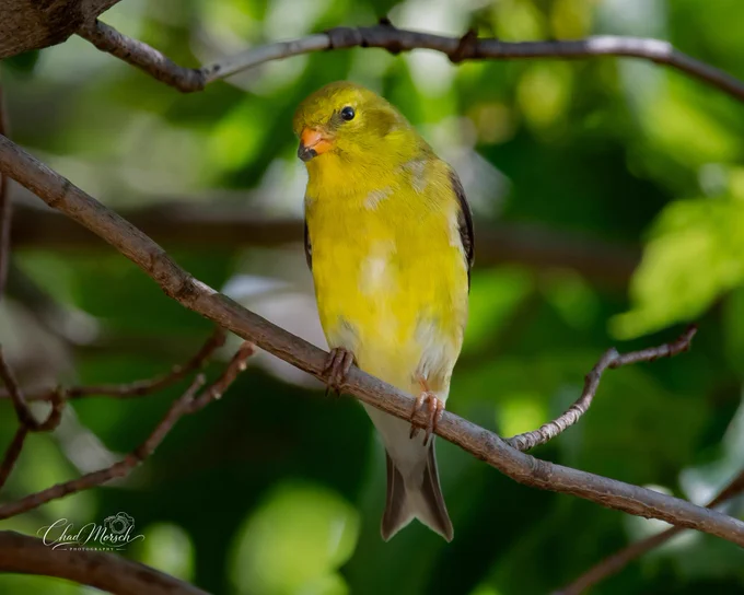 A small yellow bird perched on a tree branch against a lush green background.