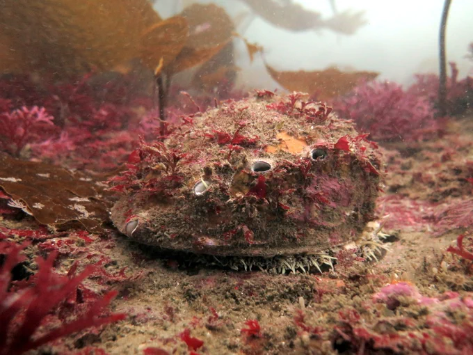 An underwater close-up of an white abalone resting on the ocean floor. Its oval shell is heavily camouflaged, covered in sediment and small tufts of red and pink algae. It is surrounded by marine kelp and vibrant red seaweed.