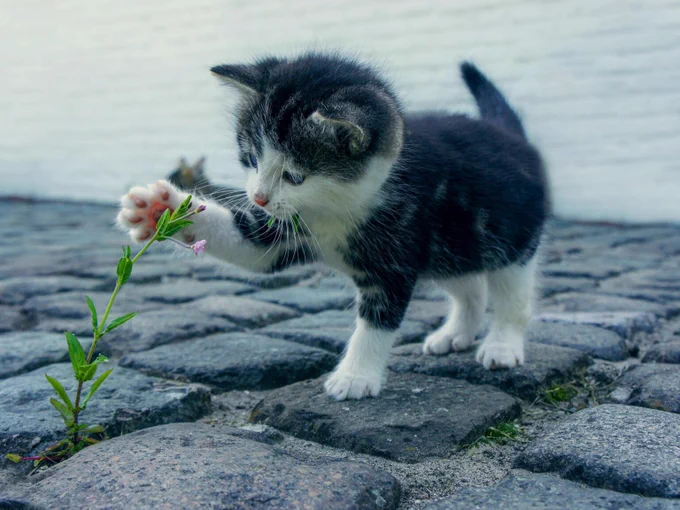 Picture of a cat and a flower