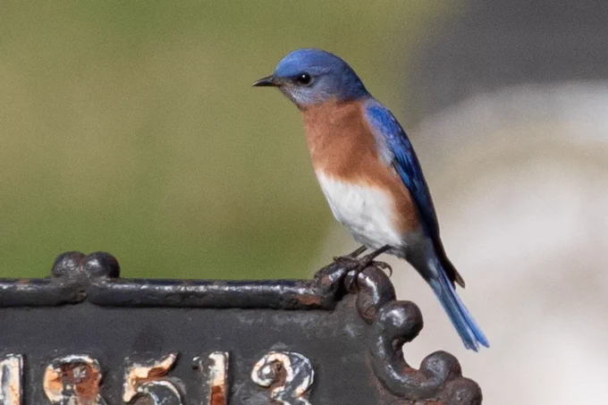an eastern bluebird - a blue bird with an orange belly - standing on a painted black metal sign 