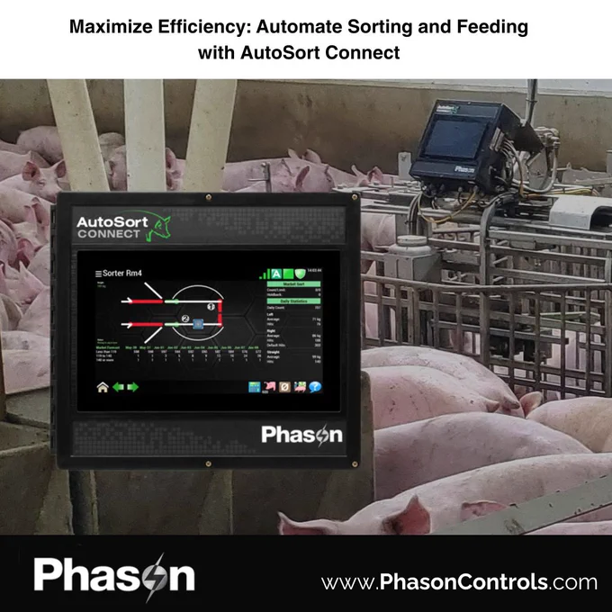AutoSort Connect graphic showing pigs in a swine barn with a touchscreen controller for automated weighing and sorting as well as feeding efficiency.