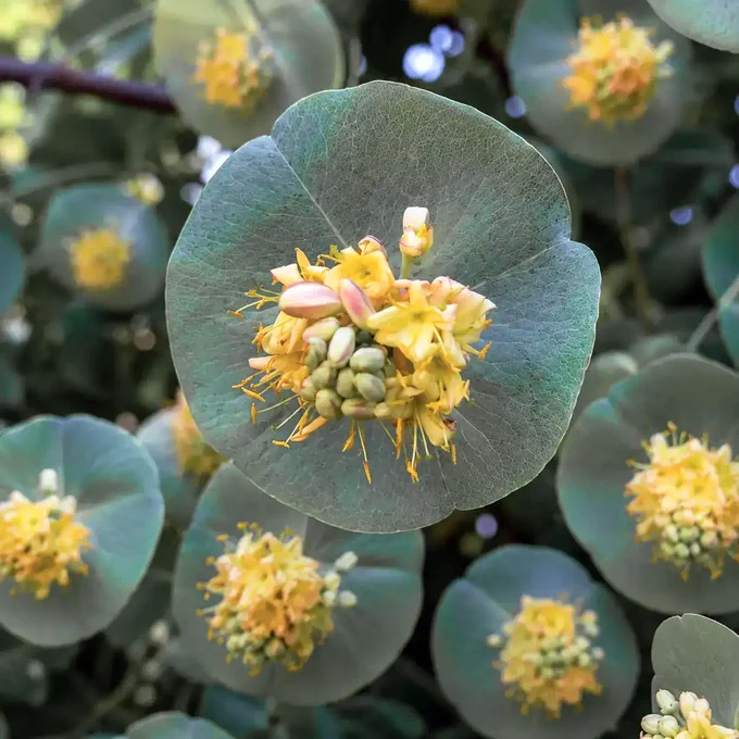 Picture of Kintzley's Ghost® - Honeysuckle - Lonicera reticulata  in bloom.