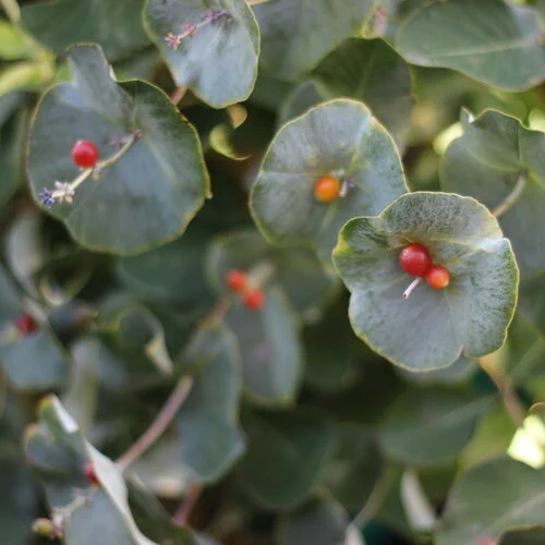 Picture of Kintzley's Ghost® - Honeysuckle - Lonicera reticulata with berries. 

Proven Winners https://www.provenwinners.com/plants/lonicera/kintzleys-ghost-honeysuckle-lonicera-reticulata 