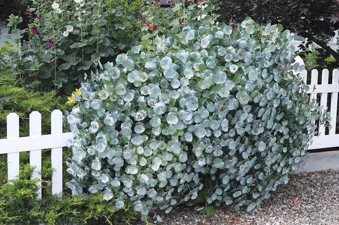 Picture of Kintzley's Ghost® - Honeysuckle - Lonicera reticulata 

Proven Winners https://www.provenwinners.com/plants/lonicera/kintzleys-ghost-honeysuckle-lonicera-reticulata 