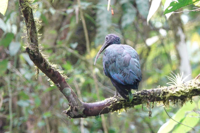 Green Ibis