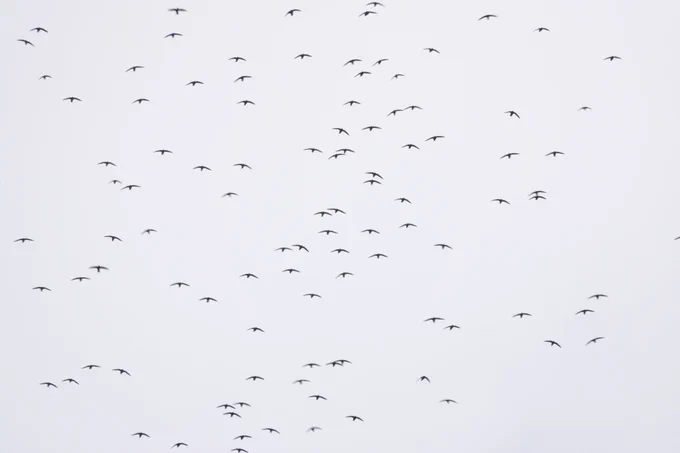 Black Swifts