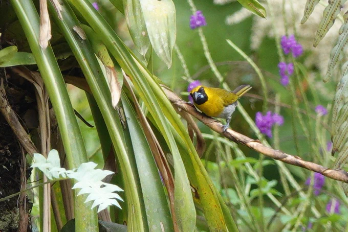 Black-faced Grosbeak