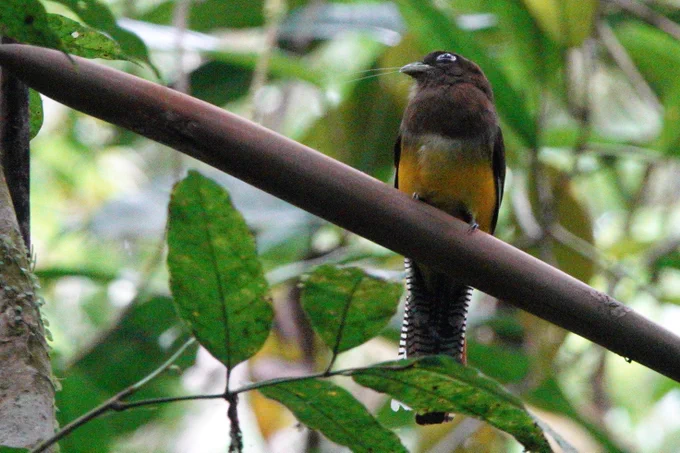Northern Black-throated Trogon
