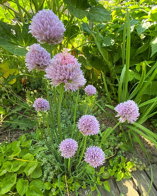 photo of a garden showing a bunch of chives with blossoms and greenery