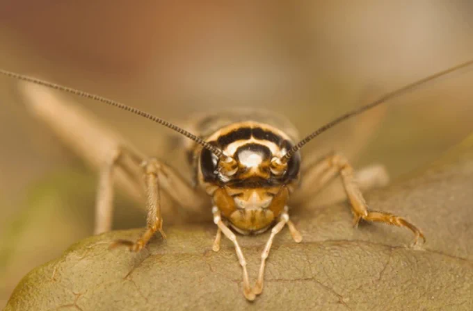 Close-up of a cricket perched on a dry leaf, showing detailed antennae and facial features.

Acheta domesticus (c) Shutterstock. Created by Gucio_55. Asset ID 85253137