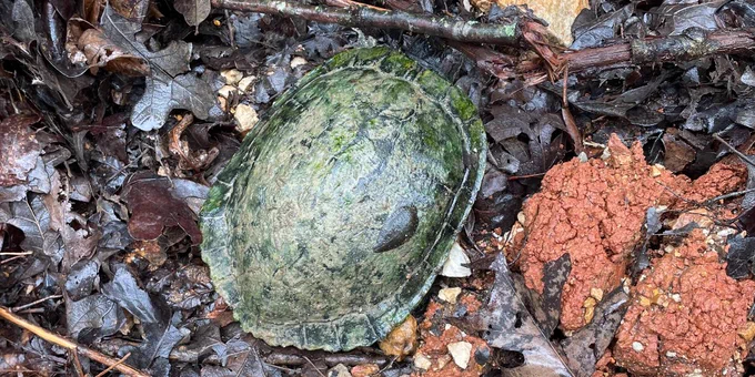 A moss-covered turtle shell partially buried among dry leaves, twigs, and small rocks on the forest floor.