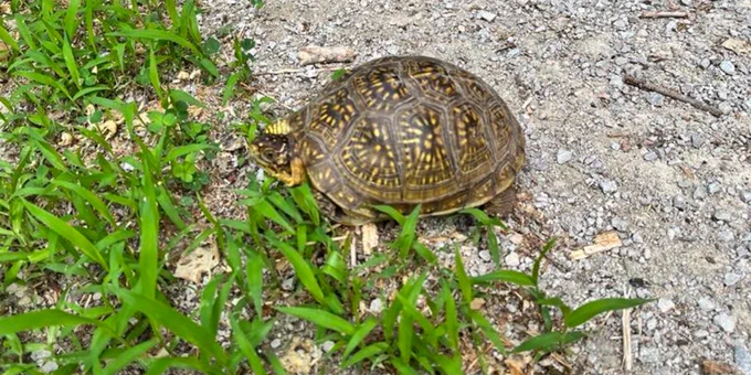Small turtle with patterned shell walking on gravel near green grass under sunlight.