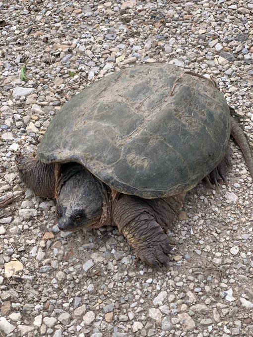 Close-up of a large snapping turtle resting on a gravel surface with its head and legs partially extended.