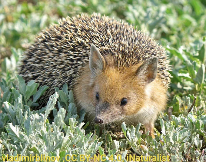 A photo of a long-eared hedgehog. It is looking toward the viewer. The animal is small, tannish in color, and has large pale ears. It has beady black eyes and a slightly elongated snout.
