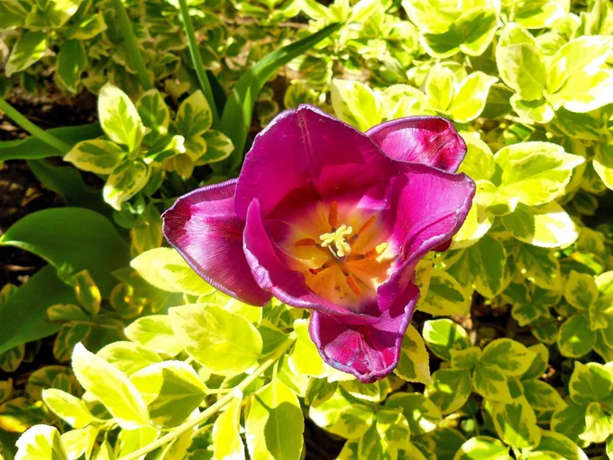 Purple tulips amongst green leaves.