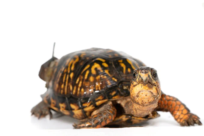 Photo of an eastern box turtle with a small radio tracking transmitter attached to its shell. 