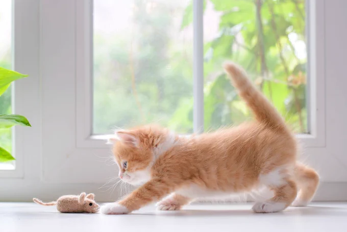 Red kitten playing with a toy mouse.