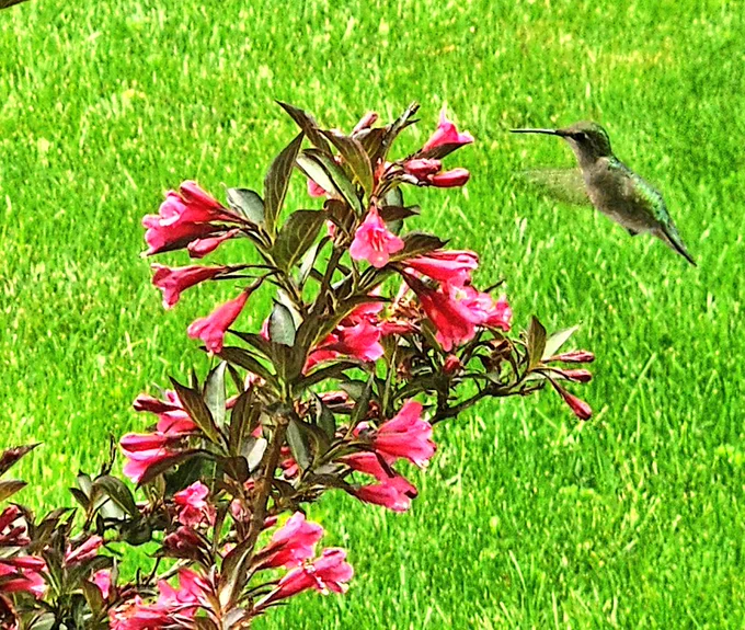 An iridescent green hummingbird hovers in front of a red-flowered weigela shrub.