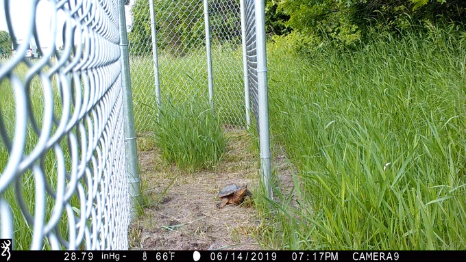 A snapping turtle walks along a narrow dirt path next to a fence surrounded by tall grass.