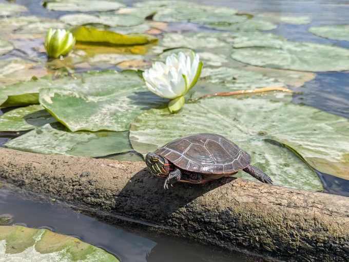 A turtle resting on a log in the sun, surrounded by lily pads. 