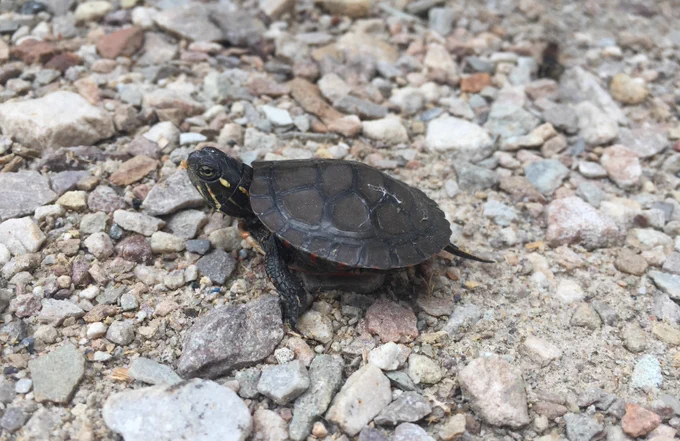Baby painted turtle resting on gravel 