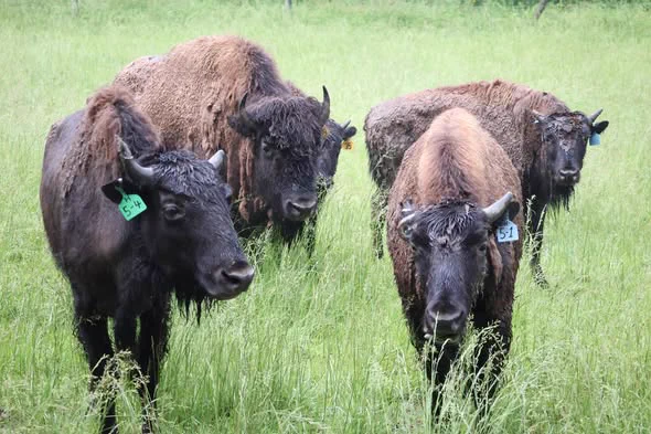 Four bison stand in a grassy field, each with ear tags marked with numbers. The scene is peaceful and natural.