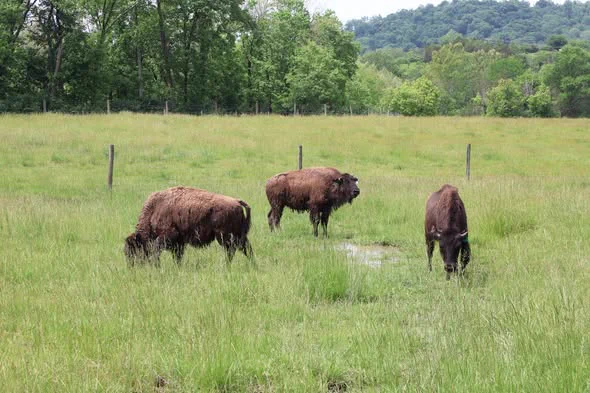 Three bison graze in a lush, green field with surrounding trees and distant hills in the background.