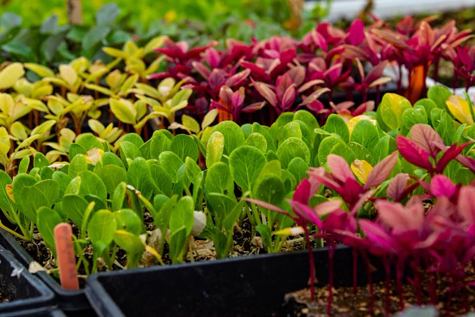 Colorful seedlings in trays showcasing diverse growth in a greenhouse setting.
