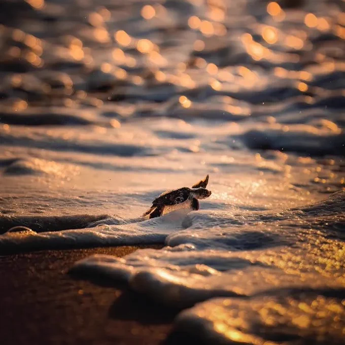 Sea turtle photo by Sina Ritter.