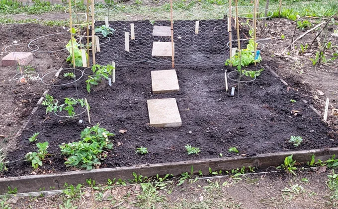 A garden plot, freshly planted