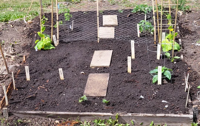 A freshly planted garden plot