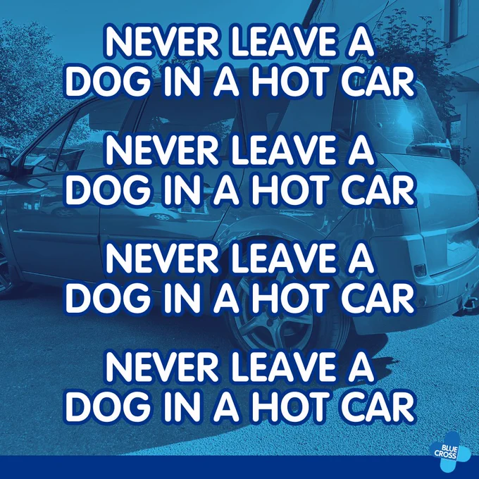 Text reads "Never leave a dog in a hot car" repeated four times. The Blue Cross logo is in the bottom right corner. Background includes a parked car.