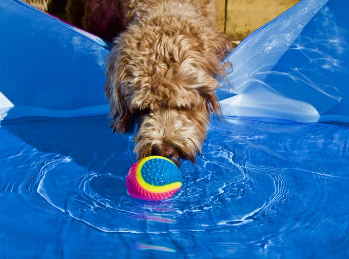 A picture of a dog playing with a ball in a paddling pool.