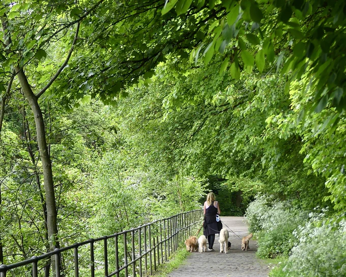 Dog walker, dogs and lush vegetation beside the Water of Leith.