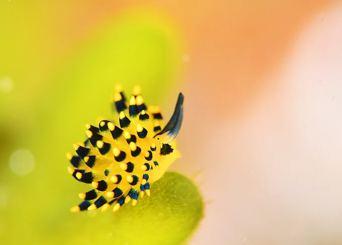 Hachijojima, concolor, nitrox, Cuthona divae, nudibranch, macro photography, scubadiving