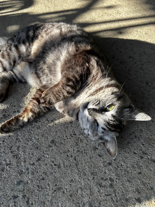 お腹を見せる猫