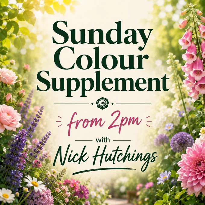 Square promotional graphic for the Sunday Colour Supplement featuring a bright floral garden background with pink, purple and white flowers around the edges. Large dark green text reads “Sunday Colour Supplement” with pink script text saying “from 2pm” and smaller green text underneath reading “with Nick Hutchings.” The design has a warm springtime atmosphere with soft sunlight and a blurred garden backdrop.