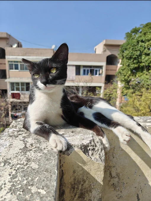 A black-and-white indie cat lounging on a ledge outdoors, looking to the side with apartment buildings and trees behind.