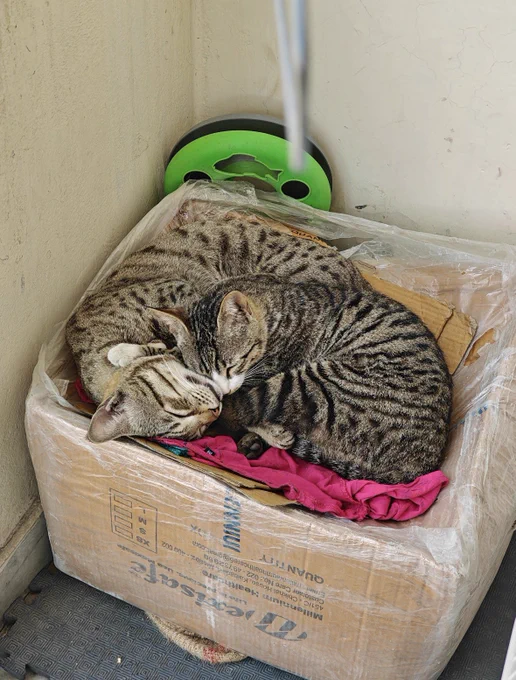 Two tabby cats curled up together sleeping in a cardboard box lined with cloth in a corner indoors.
