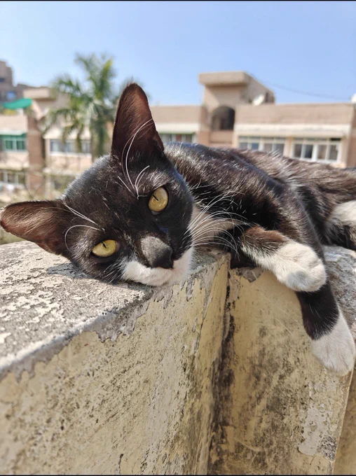 A black-and-white indie cat resting its head on a ledge in bright sunlight, with apartment buildings blurred in the background.
