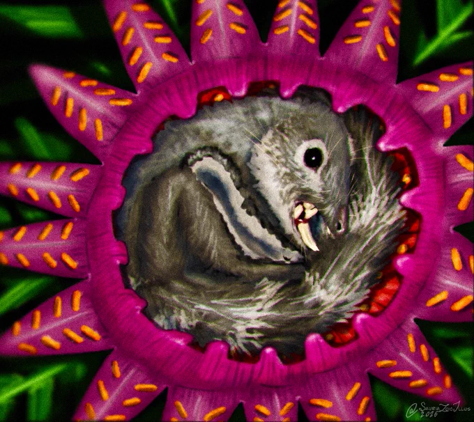 a Xianshou is awoken by the sudden flash of a camera, the small mammaliform hisses and bears its teeth from the cup of a large Weltrichia. some of the centripetal rays to the bottom left are damaged, most likely from when the small animal crawled into the central cup.

Xianshou is a mammaliform (ancestors of mammals) from the Late Jurassic of Liaoning, China. it wouldve appeared similar to rodents but with different teeth and not visible ears as their ear structure was different to mammals. Xianshou and its relatives may have possessed a patagium (skin flap) between their arms and legs used for gliding like flying squirrels and sugar gliders, here i reconstruct it with one.

Weltrichia is a form genus of williamsoniacaean (an extinct group of plants with uncertain relation to other plants, however, most consider them gymnosperms; relatives of cycads, pines, and Ginkgo) pollen cone (male organ), or 'flower' - though they are not angiosperms.