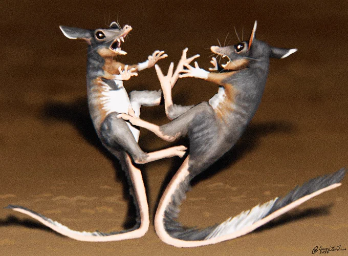 two Argyrolagus scuffel in a clearing at night, an artificial light from behind the camera illuminates the fighting fuzzy foes

Argyrolagus is a metatherian (mammal group which contains all mammals closer related to marsupials than placentals) of uncertain placement within the clade from the Early Pliocene of Patagonia, Argentina. they wouldve appeared similar to small hopping mammals but with a long snout, they also only possessed two toes on their feet