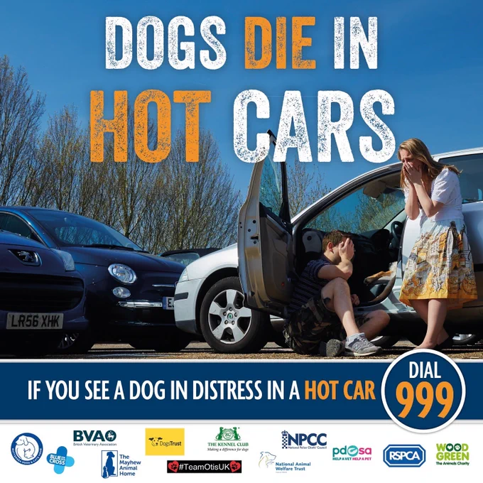 This is an image depicting please don’t leave dogs in hot cars encouraging the reader to call 999 if seen a dog in distress.