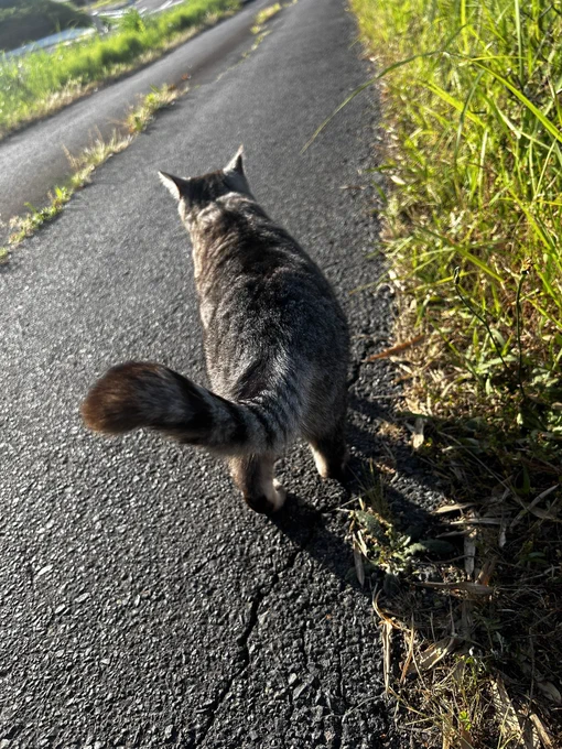 道の先を見る猫
