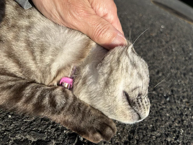 頭を撫でられる猫