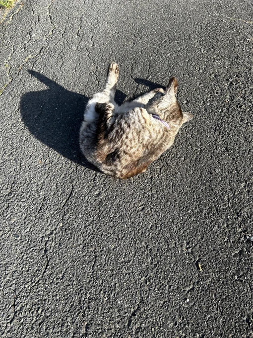 寝っ転がる猫