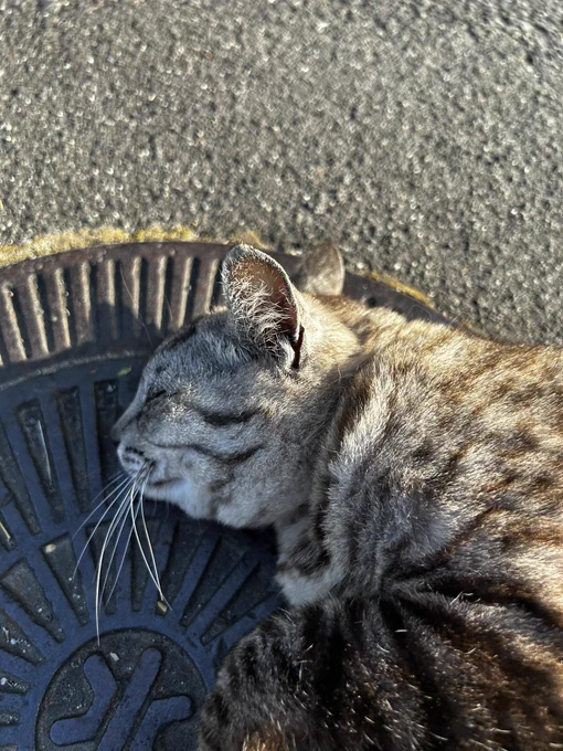 お気に入りのマンホールでリラックスする猫