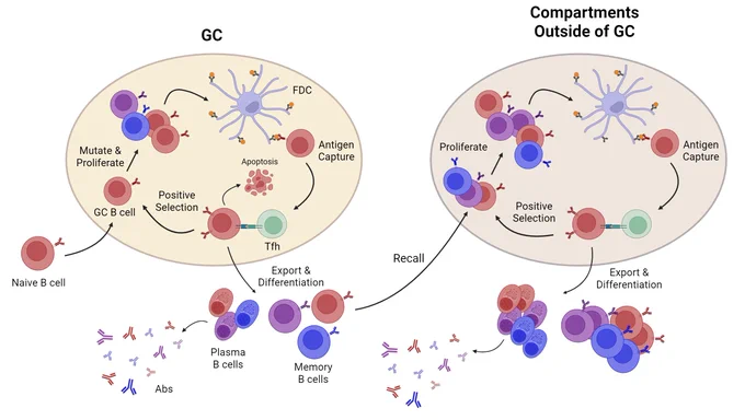 On the left is an illustration of B cell dynamics in germinal cells, abbreviated GC, and on the right of compartments outside GCs. After the first antigen exposure, naïve B cells that bind moderately strongly to the antigen and receive Tfh help can enter a GC. There, GC B cells proliferate and undergo repeated rounds of B cell receptor mutation and selection. In each cycle, some positively selected B cells exit the GC as memory or antibody (Ab)-secreting plasma cells. Upon subsequent antigen exposures, memory cells enter compartments outside of GCs and undergo rapid affinity-dependent expansion with negligible mutation. The majority exit and differentiate into Ab-secreting cells that produce a wave of antibodies. In these compartments, antigen is presented on various antigen-presenting cells, such as macrophages and follicular dendritic cells. New GCs also form upon antigen re-exposure to produce new responses over much longer time scales.